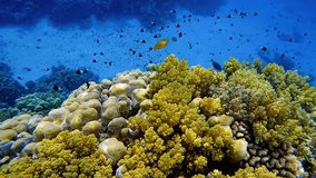 Vibrant Underwater Coral Reef Ecosystem with Diverse Fish Species - Powered by Shutterstock - Get 15% off with code: PIKWIZARD15