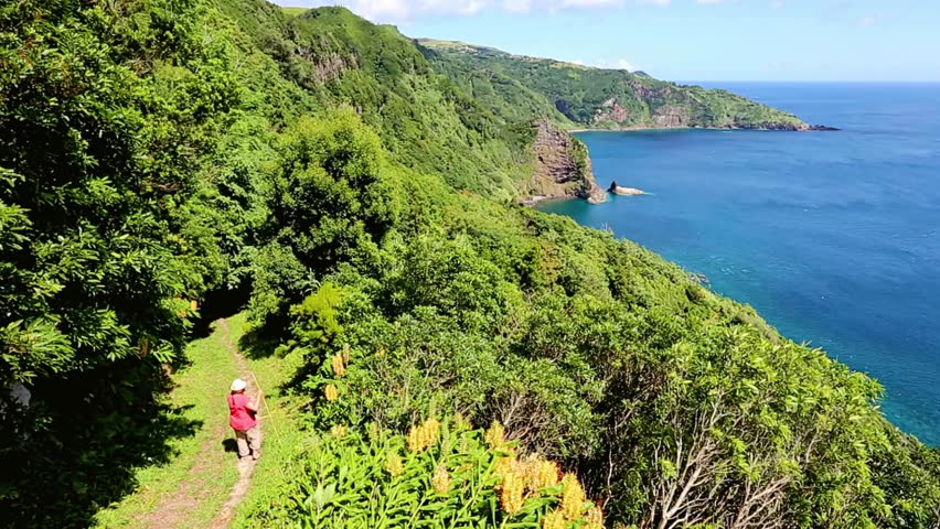 Coastal Hiking Trail Through Lush Green Foliage