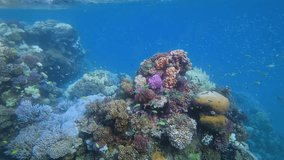 Underwater Coral Reef Scene with Vibrant Fish and Diverse Flora - Powered by Shutterstock - Get 15% off with code: PIKWIZARD15