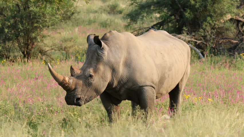 An endangered white rhinoceros (Ceratotherium simum) standing in natural habitat, South Africa