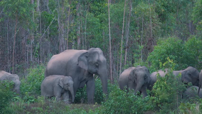 Group of Thai Elephants Feeding Peacefully in a Forest Clearing After Sunset.