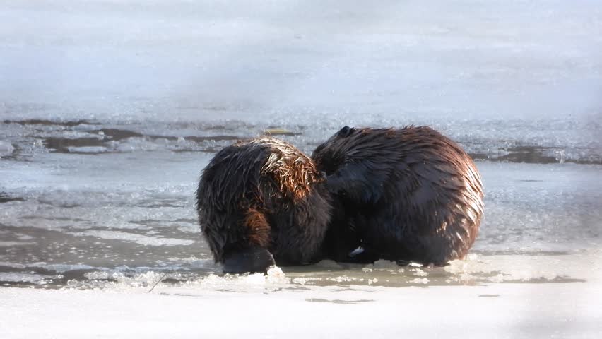 Two beavers groom each other on frozen, snow-covered lake surface