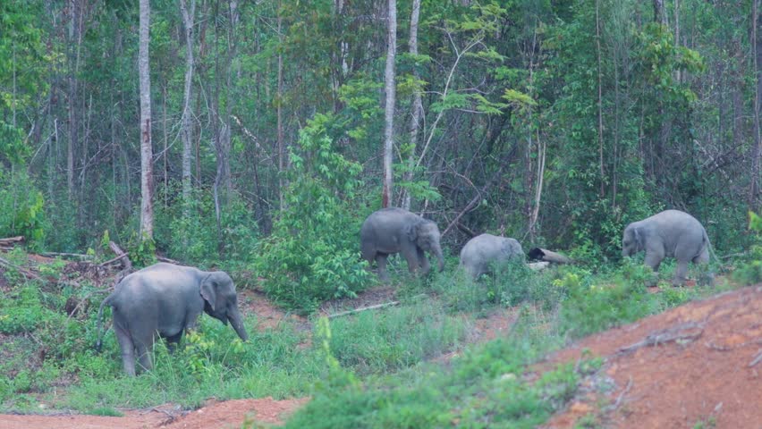 Peaceful Giants: A Wild Elephant Family Roaming Freely in the Thai Wilderness at Night.