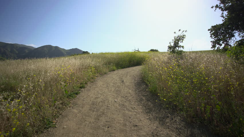 A peaceful and serene dirt path winds its way through truly vibrant wildflower fields, all beneath a clear blue sky, creating a perfect spot for nature lovers and outdoor enthusiasts to enjoy