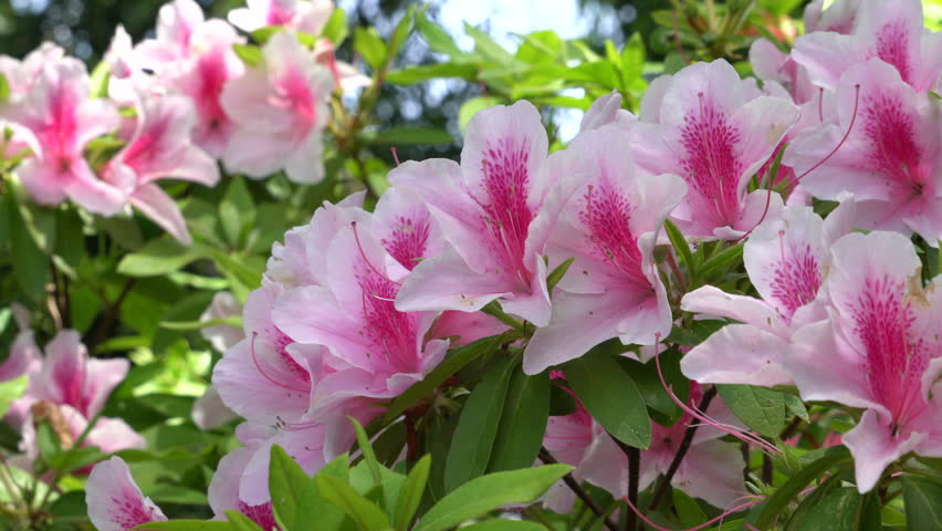 Azalea flowers are blooming in the park in Fukuoka city, JAPAN. without sounds