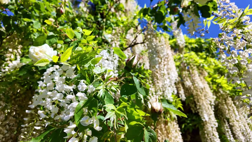 Amazing hanging white rose flowers blooming on sunny day outdoors.