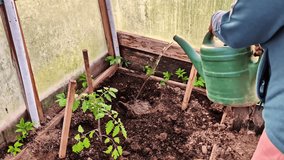 Person watering tomato plants in a greenhouse using a green watering can - Powered by Shutterstock - Get 15% off with code: PIKWIZARD15