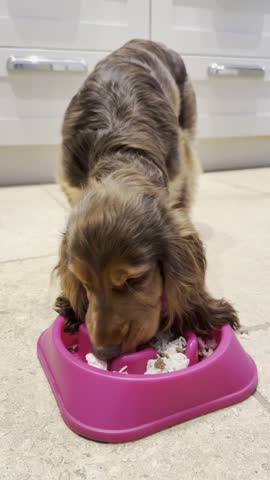 Vertical video - Closeup slow motion shot of a young, brown, cocker spaniel dog, eating a meal of rice from a pink bowl, on a kitchen floor.