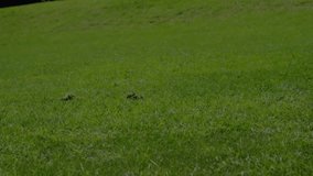 Soccer player sliding tackle following ball rolling on grass spiking financial graphs then falling. Athlete, sports, action, outdoor, modern, high-tech, energetic - Powered by Shutterstock - Get 15% off with code: PIKWIZARD15