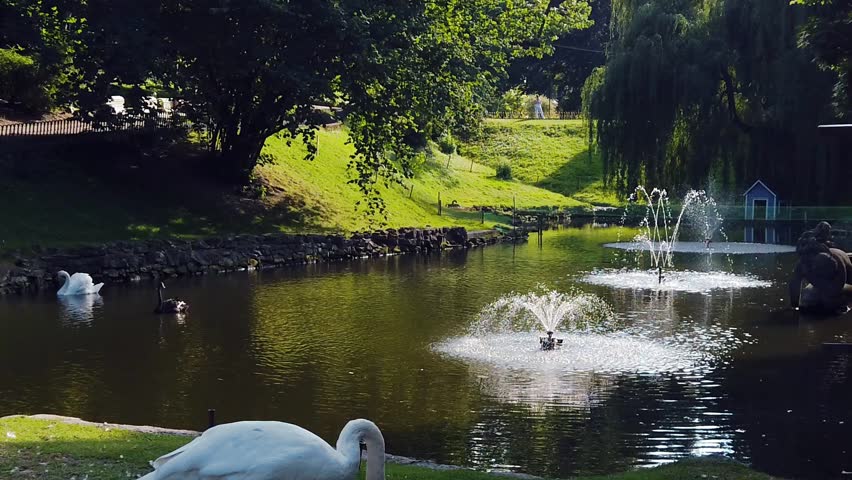 Summer landscape in Stryisky public park with lake and swimming mute swans. Tranquil scene with pond, fontaine and white swan in Lviv, Ukraine. Slow motion scenic