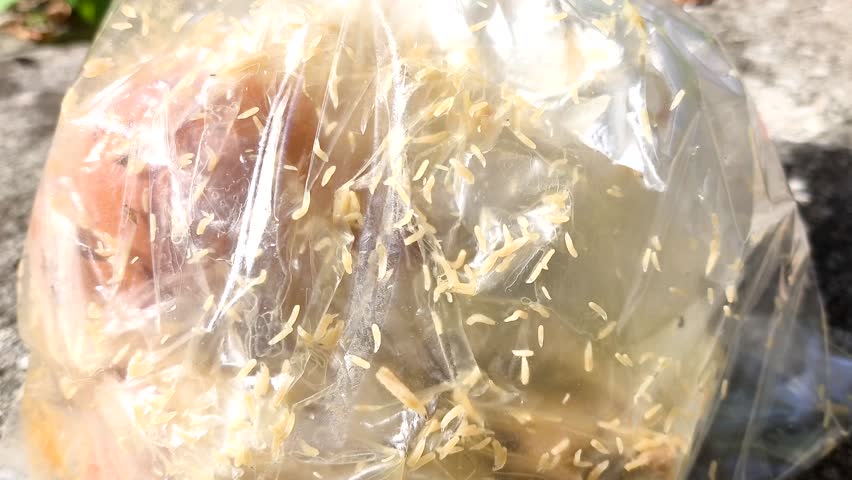 Maggots in plastic bag, out door Chiangmai Thailand.