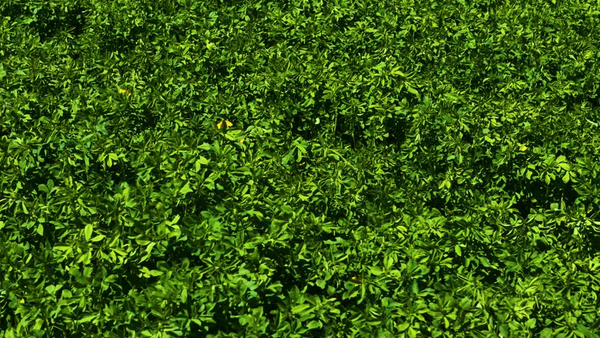 Growing alfalfa for feeding cattle on farm for agriculture. Cultivating lucerne supporting livestock nutrition in agriculture. Farming forage crops thriving on agriculture land