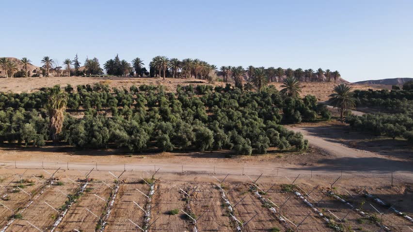 Aerial Overview of Neot Smadar Kibbutz in Israel, Palm Trees with Desert Hills in Background