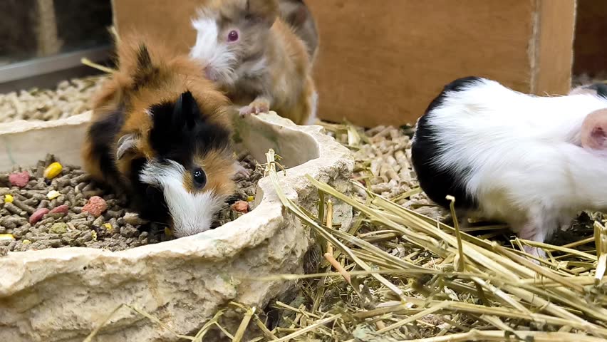 Tricolours Guinea Pigs Eating Food