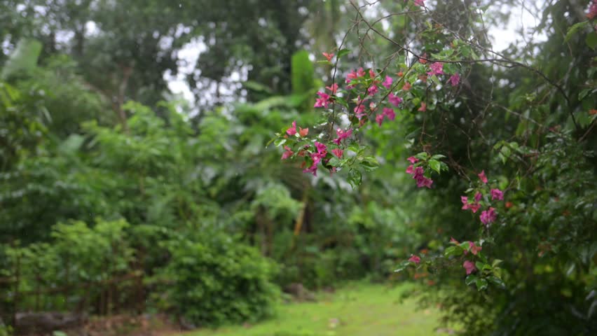 Rain-kissed Bougainvillea flowers, Bougainvillea flowers, 4k video