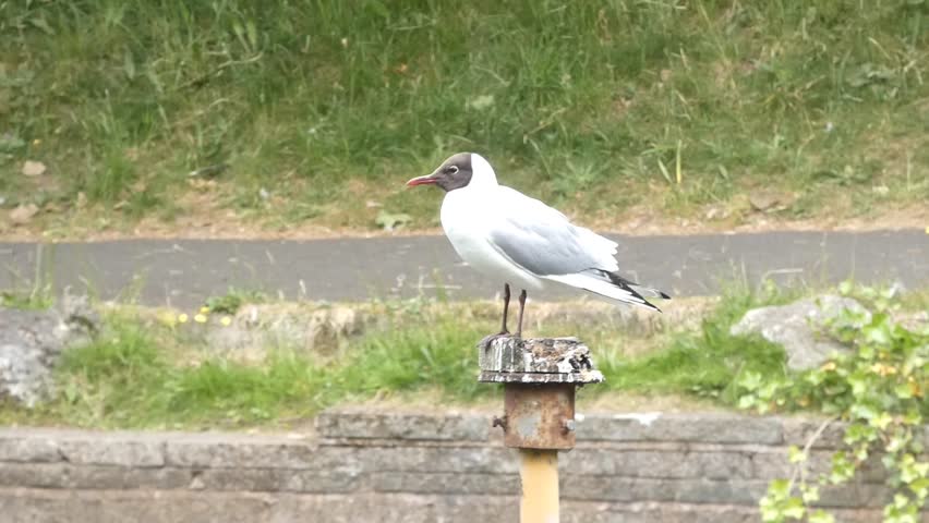 Black-headed gull calling from a perch in a local park