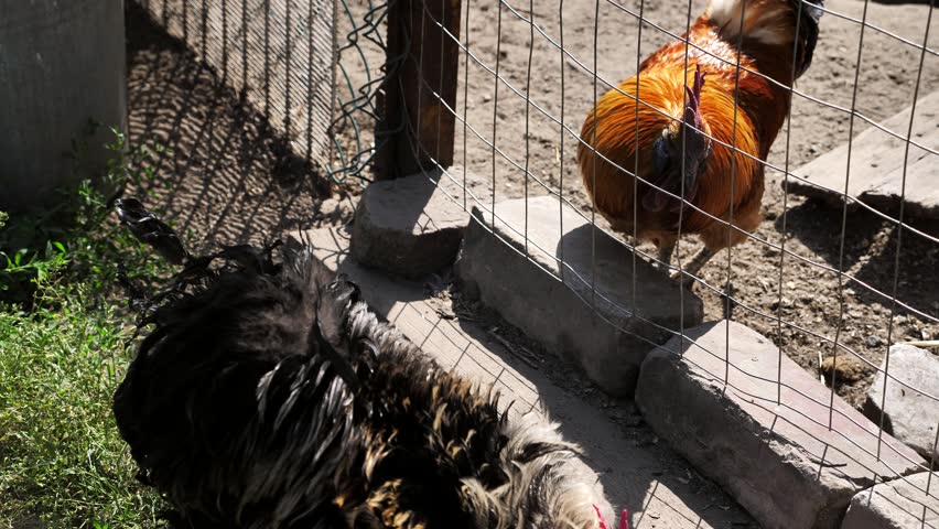 Two roosters are fighting for leadership positions. power struggle. cocks fight