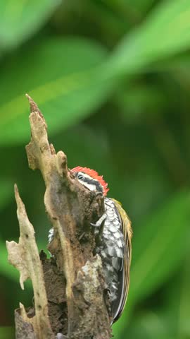 a young Common Flameback woodpecker perched on a gnarled, broken tree stump