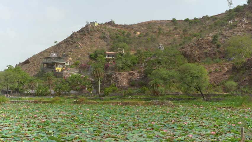 A peaceful pond in Rajasthan surrounded by greenery, featuring blooming flowers, palm trees, and hilltop structures.