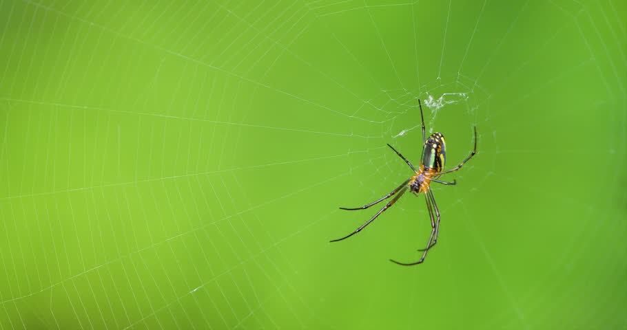Joro spider(Trichonephila clavata),juvenile on web in a forest