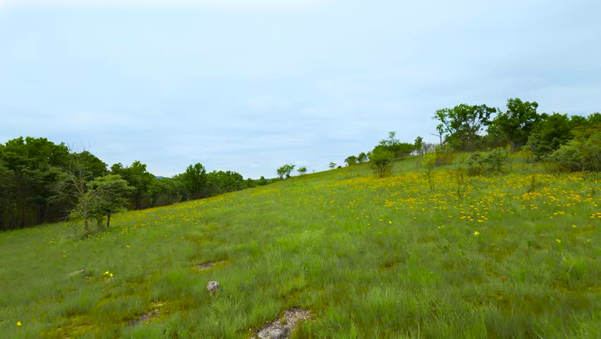 A drone shot flying over a grassy glade in Ha Ha Tonka State Park in Missouri. The area is full of blooming yellow Ozark Coneflowers.