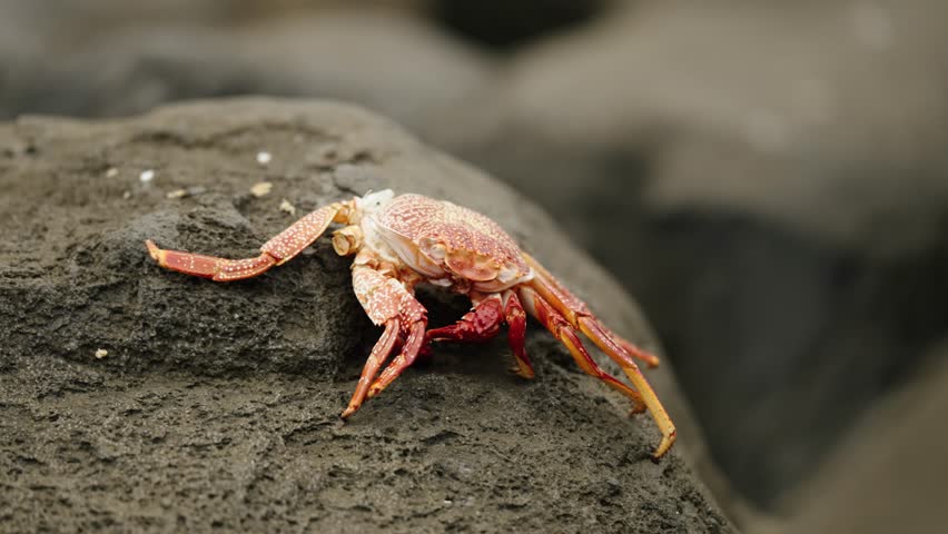 Close-up of a vibrant red crab resting on volcanic rock near Madeira’s shore, showcasing detailed textures and warm natural coastal tones.