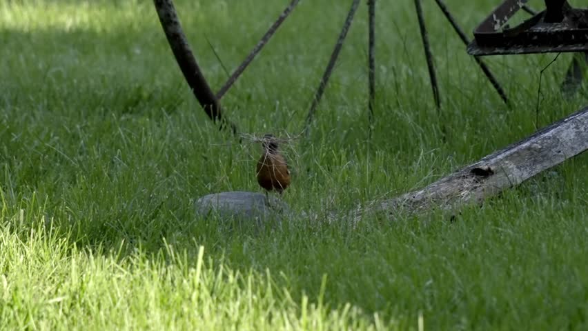 American Robin Foraging for Food in Lush Green Grass and Building Nest, Slow Motion