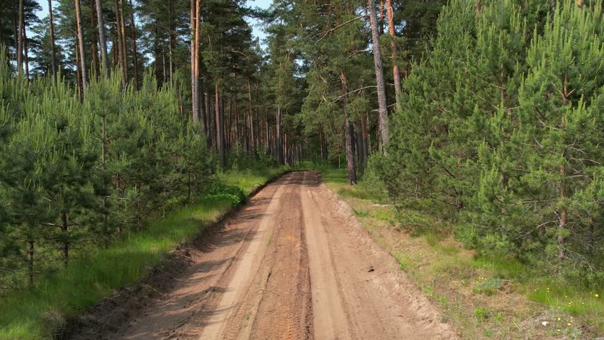 Forest Driveway Through Pine Woods on a Clear Summer Day