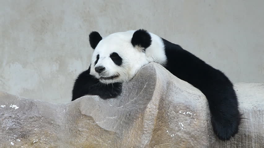 cute giant panda bear sleep