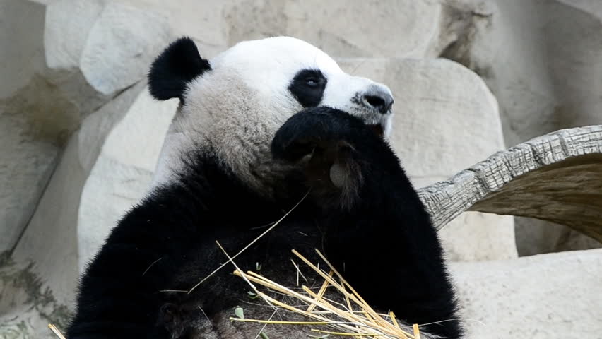 cute giant panda bear eating bamboo