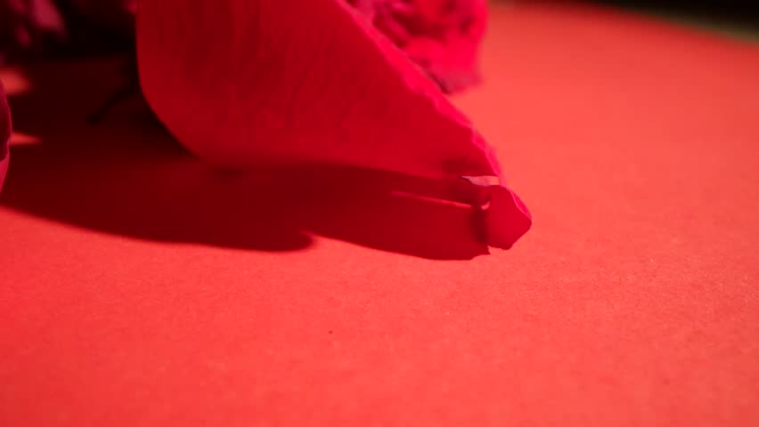 Close Up Slider Shot Of Red Rose Petals Being Hidden By A Shadow.