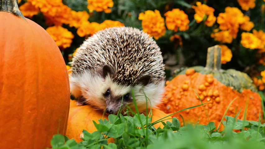 Pumpkin harvest. Hedgehog on a pumpkin on the background of marigolds. October holidays symbol.4k footage