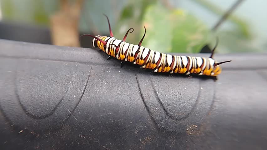 A strikingly colored caterpillar with red, white, and black stripes and antennae crawls on a dark surface. This insect captures its intricate patterns and unique features up close.
