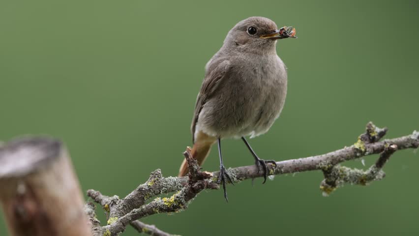 A common red start in the wild
