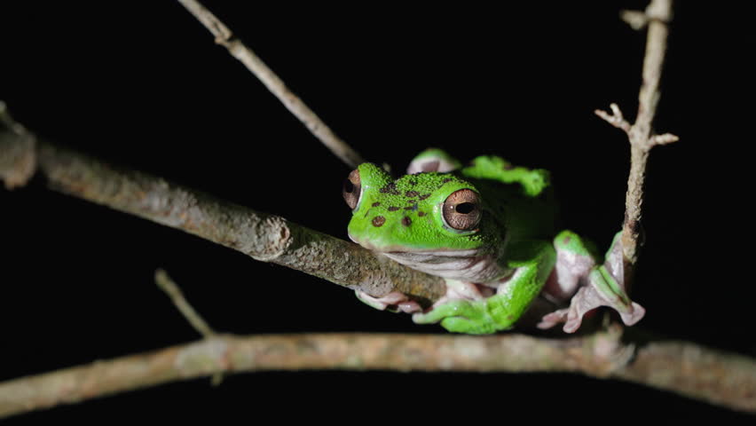Forest Green Tree Frog (Rhacophorus arboreus) Hanging on Tree Branch in Forest Pond at Night