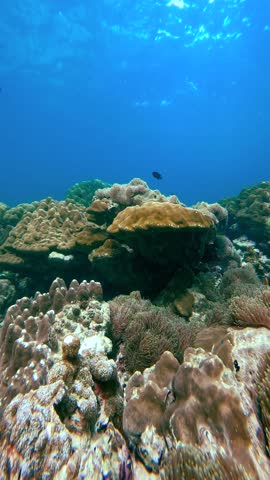 Underwater view of hard and soft coral formations in Phi Phi Islands, Thailand. Clear blue water is visible above the marine reef ecosystem. Suitable for nature documentaries, marine life studies