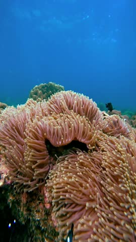 Underwater view of hard and soft coral formations in Phi Phi Islands, Thailand. Clear blue water is visible above the marine reef ecosystem. Suitable for nature documentaries, marine life studies