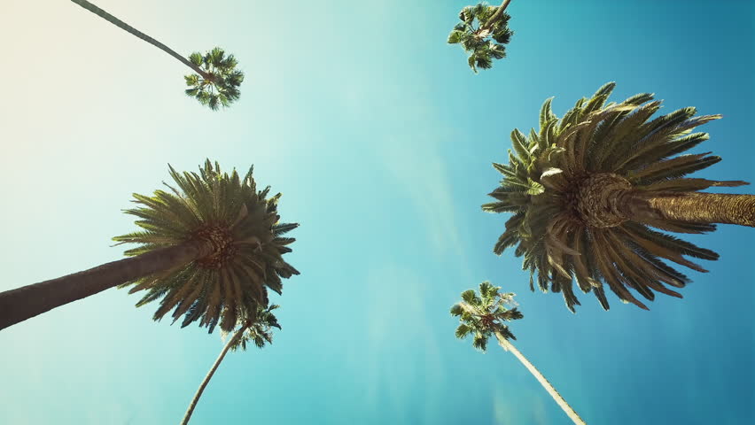POV Looking up at Palm Trees Against a Clear, Blue Sky. Loopable. Beverly Hills, Los Angeles, California, United States.