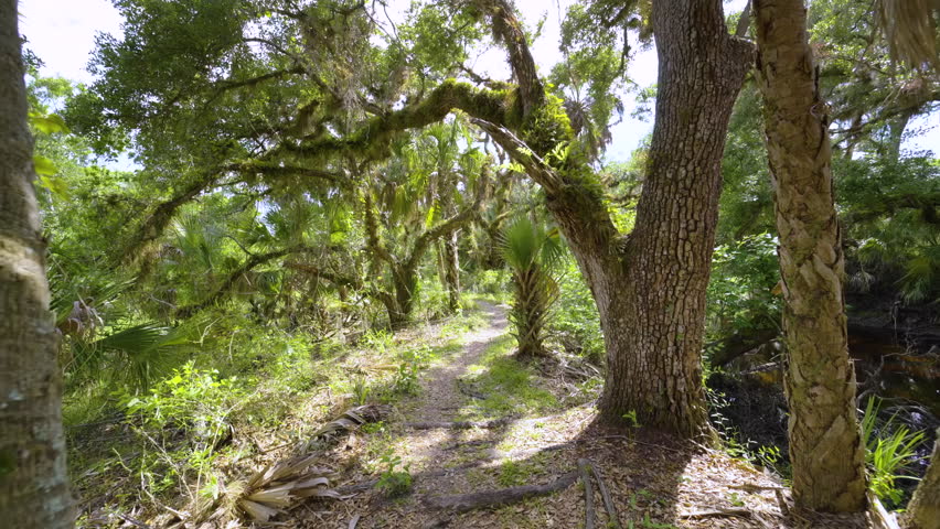 Trail pathway through wild tropical jungles. Florida nature with dense green rainforest. Palm trees and vegetation in southern USA