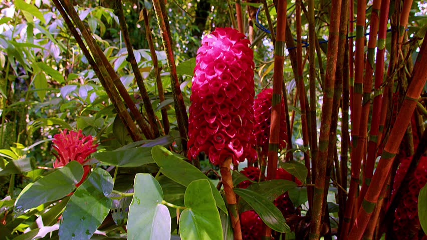 Impressive red Pineapple Ginger in full bloom, growing in garden in Dominica, eastern Caribbean.
