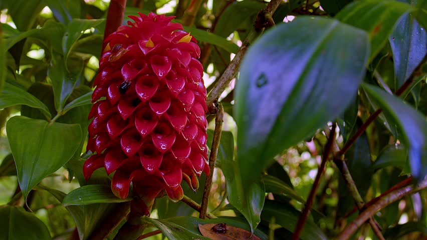 Flower close-up. Impressive red Pineapple Ginger in full bloom, growing in garden in Dominica, eastern Caribbean.