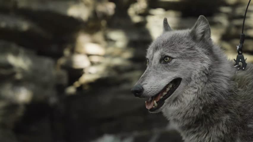 A gray wolf turns its head with mouth open, eyes sharp and alert — a side-profile portrait radiating both grace and primal readiness in the wild.