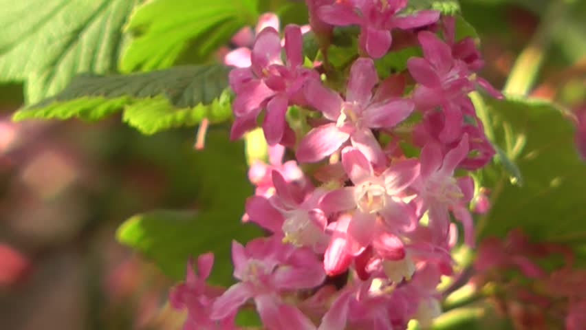 Spring Flowers - Purple Flowering Currant