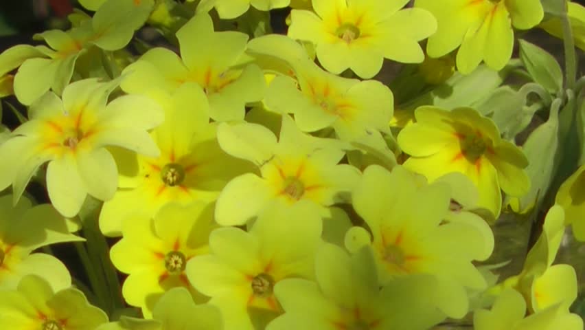 Spring Flowers - Yellow Primrose