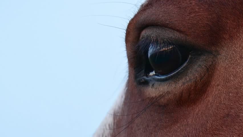 Slow Motion Close-Up of a Horse's Eye in Natural Light. The horse looks into the distance.