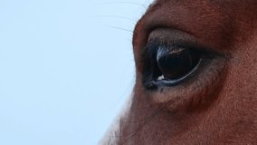 Slow Motion Close-Up of a Horse's Eye in Natural Light. The horse looks into the distance. - Powered by Shutterstock - Get 15% off with code: PIKWIZARD15