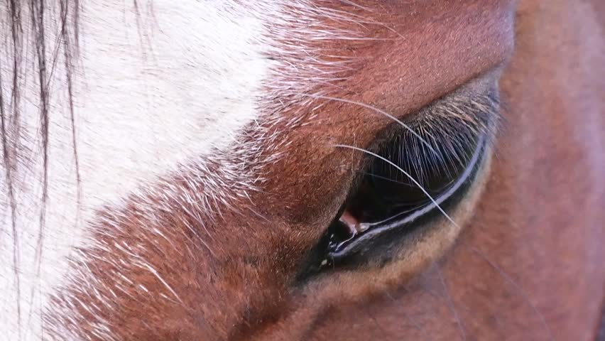 Slow Motion Close-Up of a Horse's Eye in Natural Light