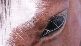 Slow Motion Close-Up of a Horse's Eye in Natural Light - Powered by Shutterstock - Get 15% off with code: PIKWIZARD15