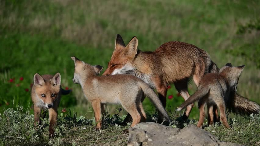 Red fox Vulpes vulpes. Fox with cub. The fox cleans the puppy. Close up.