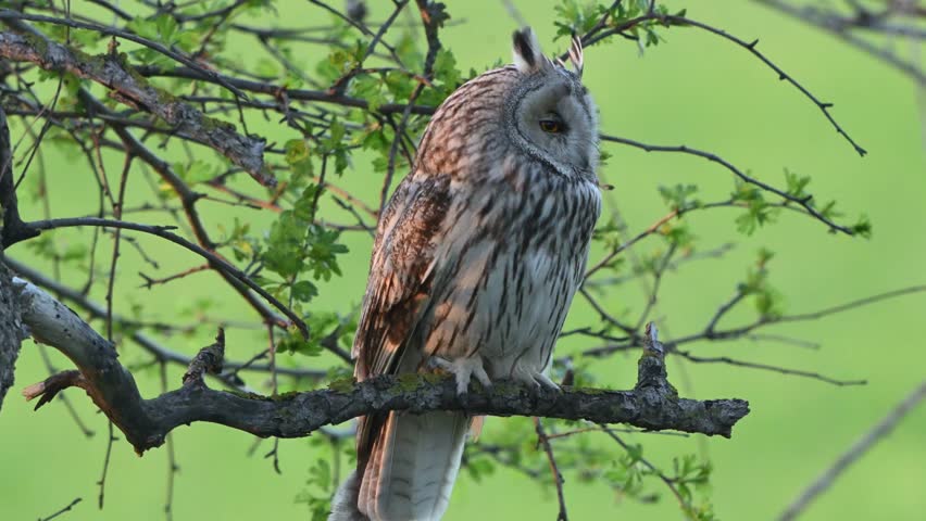 Long-eared owl resting quietly on a branch in the wild. Captured in slow motion. Asio otus. Close-up.